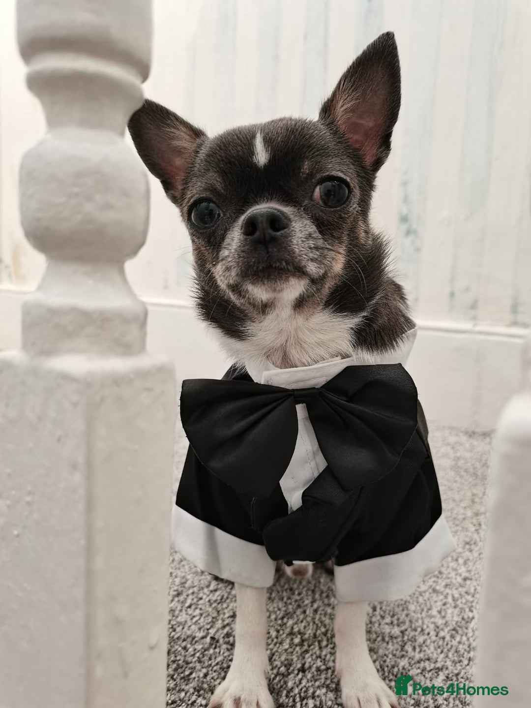 Chihuahua dogs for sale: Blue and white ** chihuahua  - Image 1