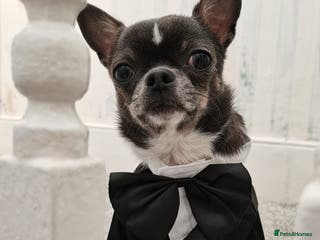 Chihuahua dogs Blue and white ** chihuahua - Advert 9