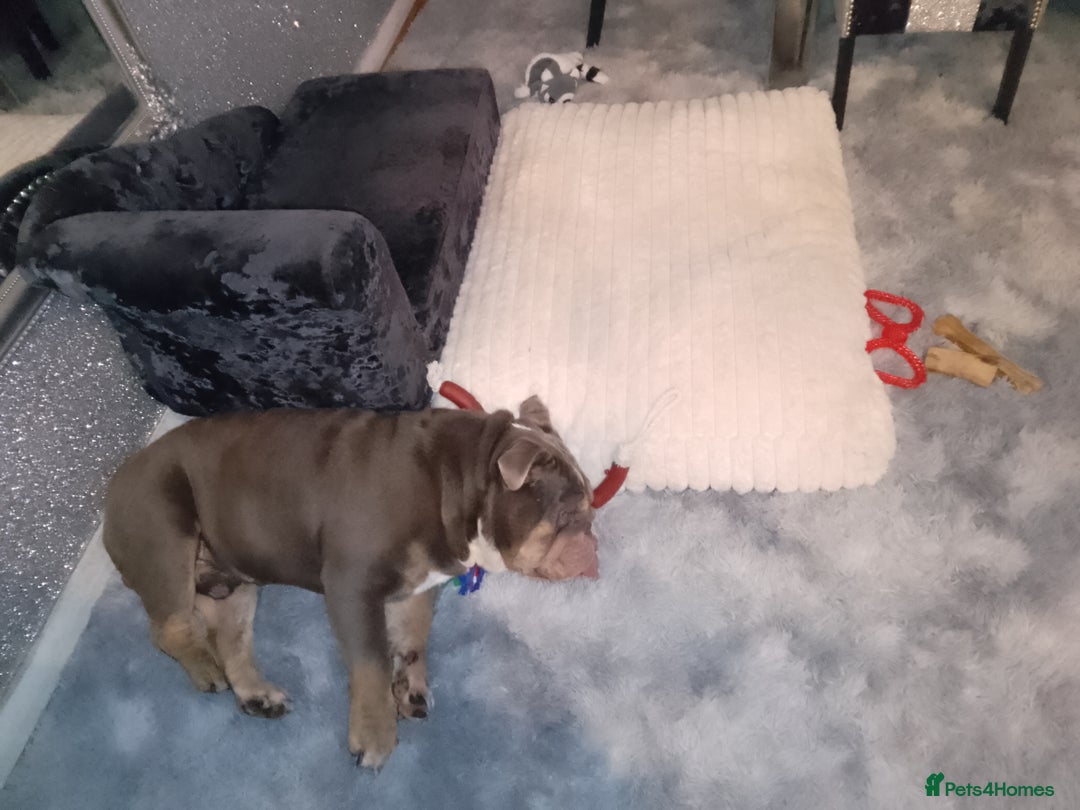 English Bulldog dogs for sale: British bulldog male  - Advert 5