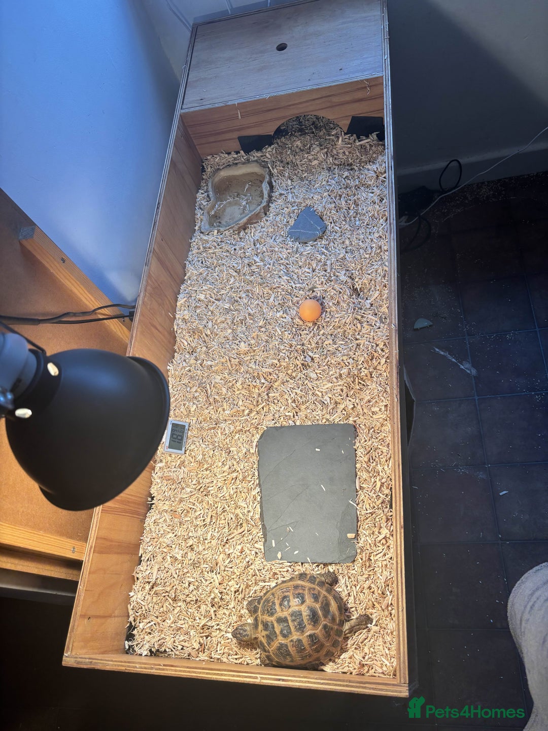 Tortoise reptiles for sale: Pedro the Horsefield Tortoise - Advert 3