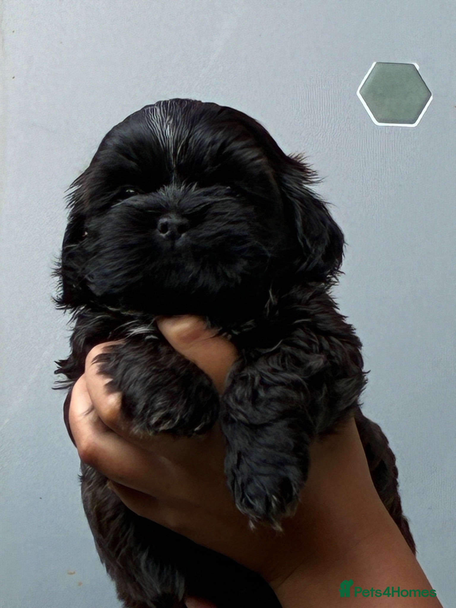 Shih Tzu dogs Beautiful Shih Tzu puppy - Advert 12