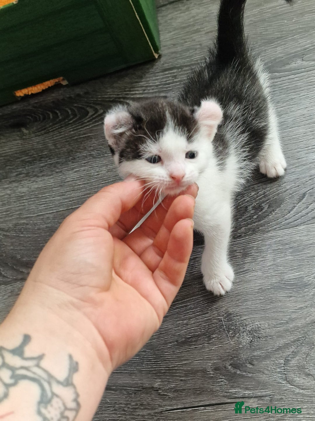 Mixed Breed cats for sale: 4 peculiar kittens with elf ears ❤️ - Image 6