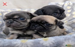 Pug dogs for sale: Quality PUG puppies. Fawn.Black and Blue/Tan - Image 20