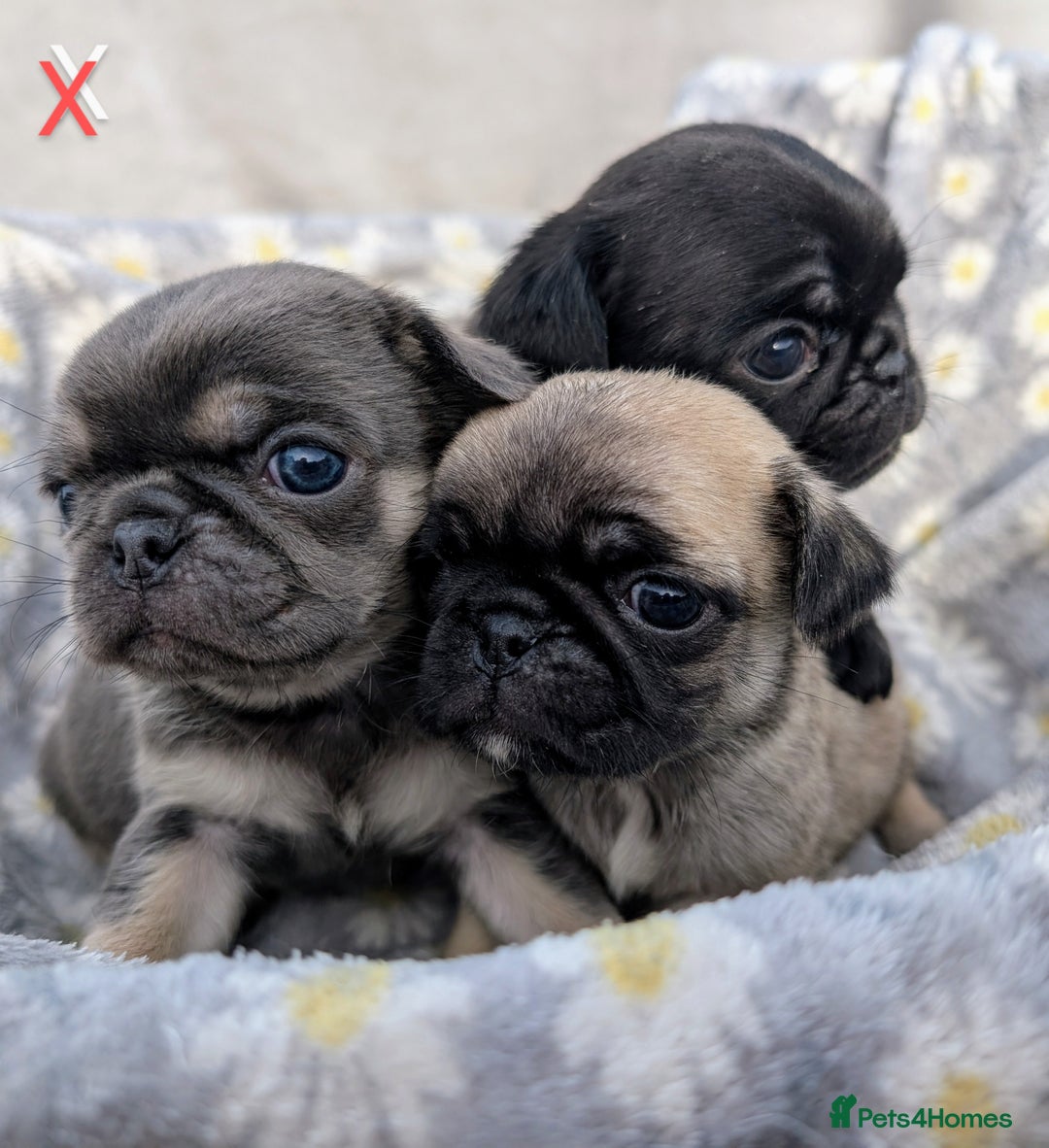 Pug dogs for sale: Quality PUG puppies. Fawn.Black and Blue/Tan - Image 20