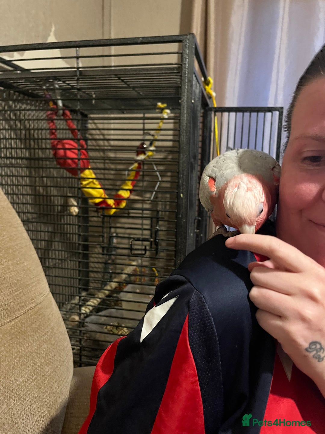 Parakeets birds for sale: Galah cockatoo  - Advert 3