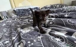 Domestic Shorthair cats for sale: 6 beautiful babies 5 boys and 1 girl - Image 13
