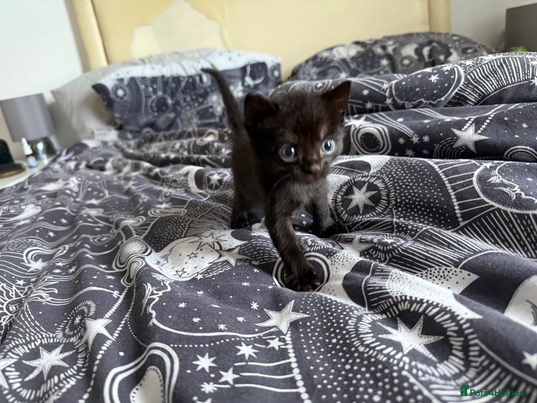 Domestic Shorthair cats for sale: 6 beautiful babies 5 boys and 1 girl - Image 13