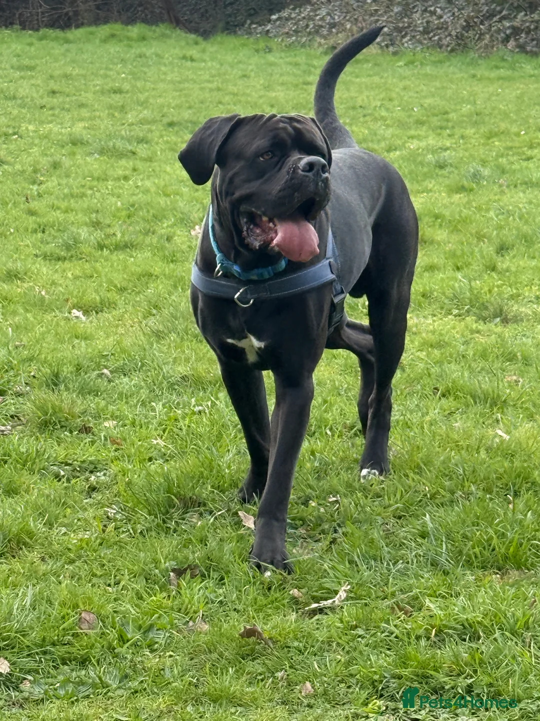 Cane Corso dogs for stud: Sirius - Handsome Cane Corso for stud - Advert 1