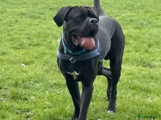 Cane Corso dogs Sirius - Handsome Cane Corso for stud - Advert 1
