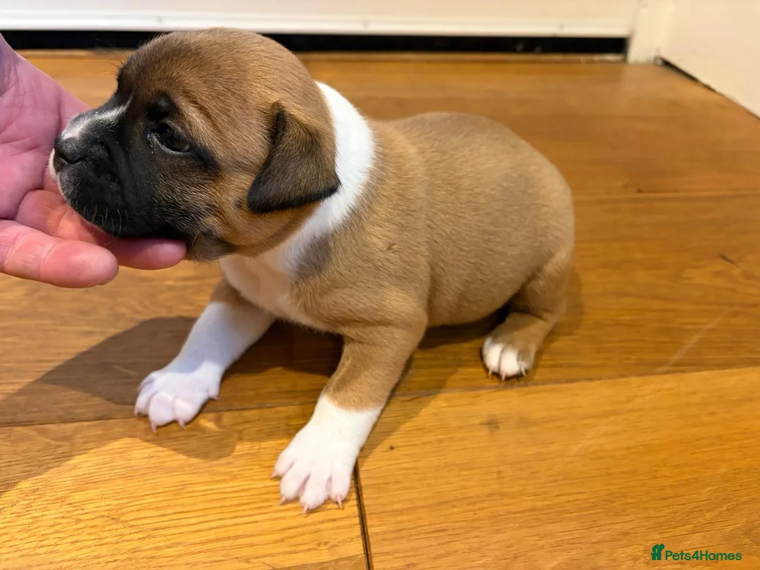 Staffordshire Bull Terrier dogs for sale: Stunning litter of 5 red/pied Staffies. Coi 3.8% - Advert 14