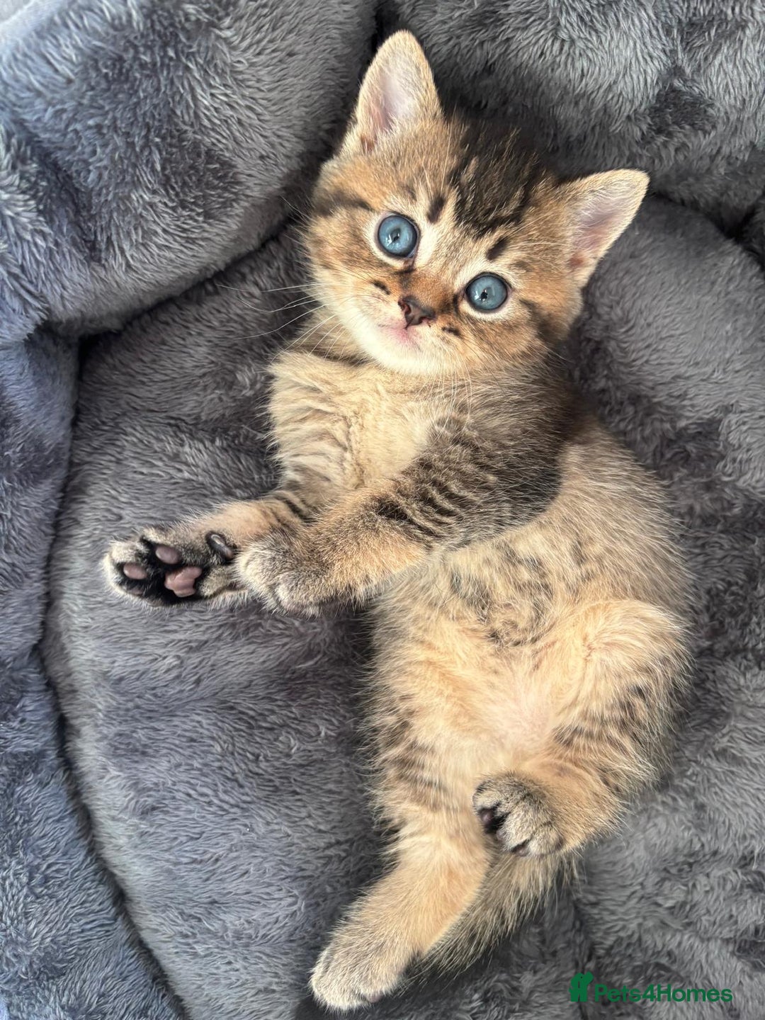 British Shorthair cats for sale: 4 adorable kittens looking for a new home  - Advert 6