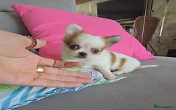 Chihuahua dogs for sale: Beautiful Tiny Chihuahua puppies  - Image 18
