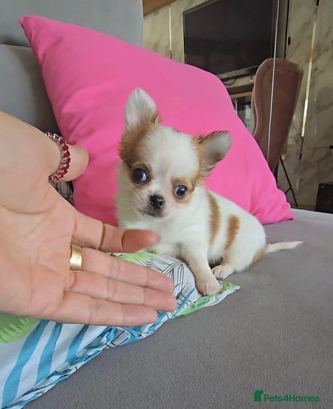 Chihuahua dogs for sale: Beautiful Tiny Chihuahua puppies  - Image 18