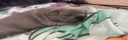 French Bulldog dogs for sale: Female French bulldogs 4 weeks old  - Advert 6