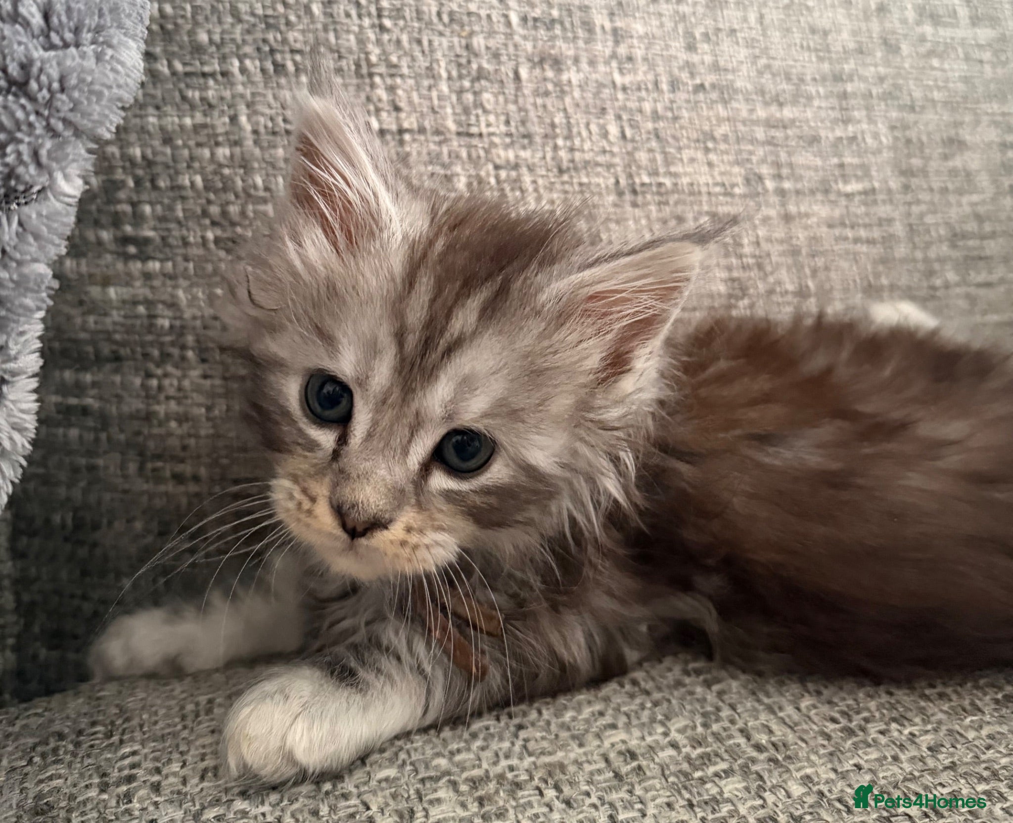 Maine Coon cats Silver mainecoon kittens - Advert 1