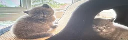 British Shorthair cats for sale: British shorthair kittens  - Advert 9
