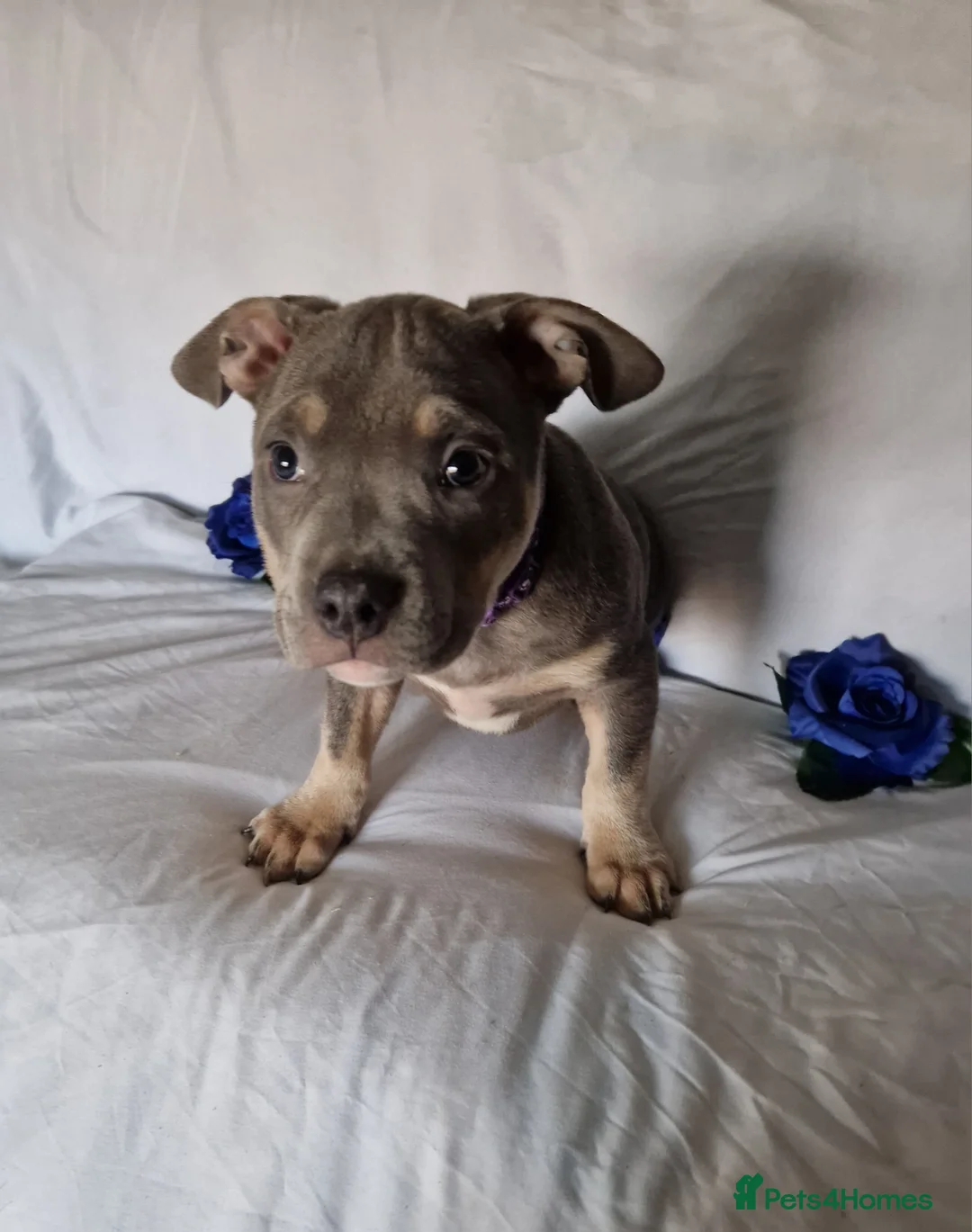 American Bully dogs for sale: Amazing 10 week old pocket bully Boy for sale  - Advert 1
