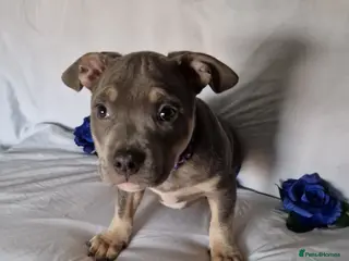 American Bully dogs Amazing 10 week old pocket bully Boy for sale - Advert 11