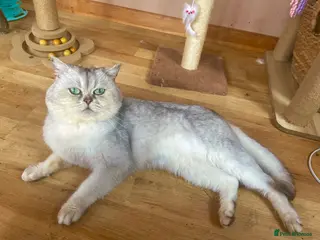 Scottish Fold cats Imported silver chinchilla Scottish fold - Advert 12