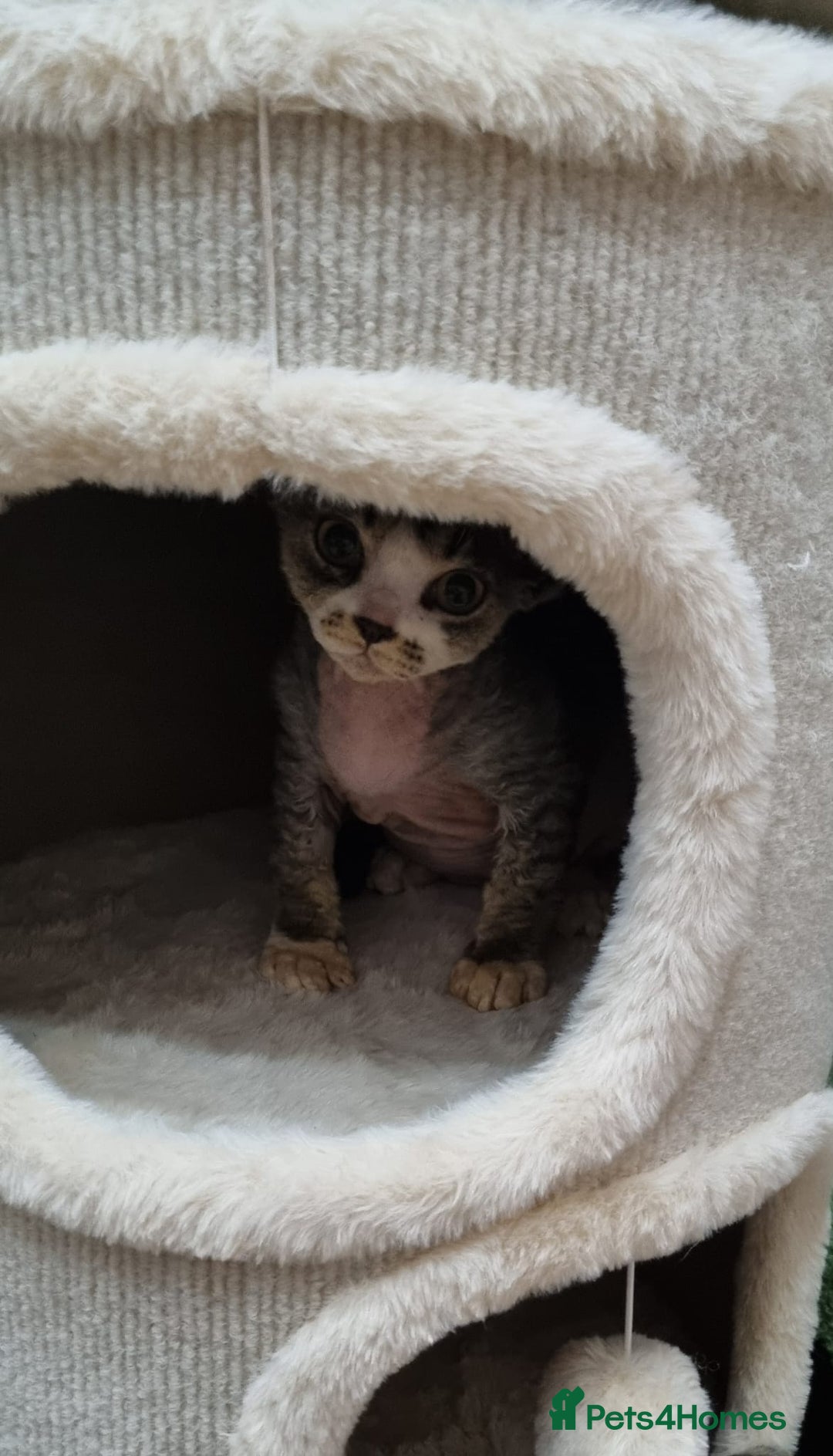 Devon Rex cats for sale: ❤️🐱Brown mackerel tabby Devon Rex ❤️🐱 - Advert 16