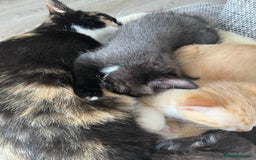 Mixed Breed cats for sale: Beautiful female kitten - Image 2