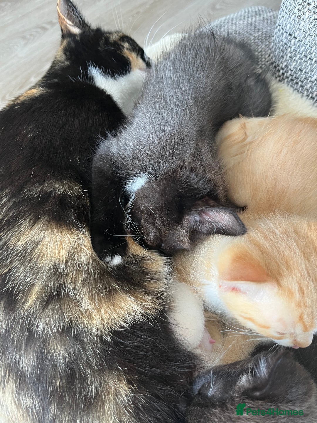 Mixed Breed cats for sale: Beautiful female kitten - Image 2