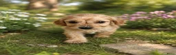 Cockapoo dogs for sale: Our beautiful cockapoo puppies - Advert 3
