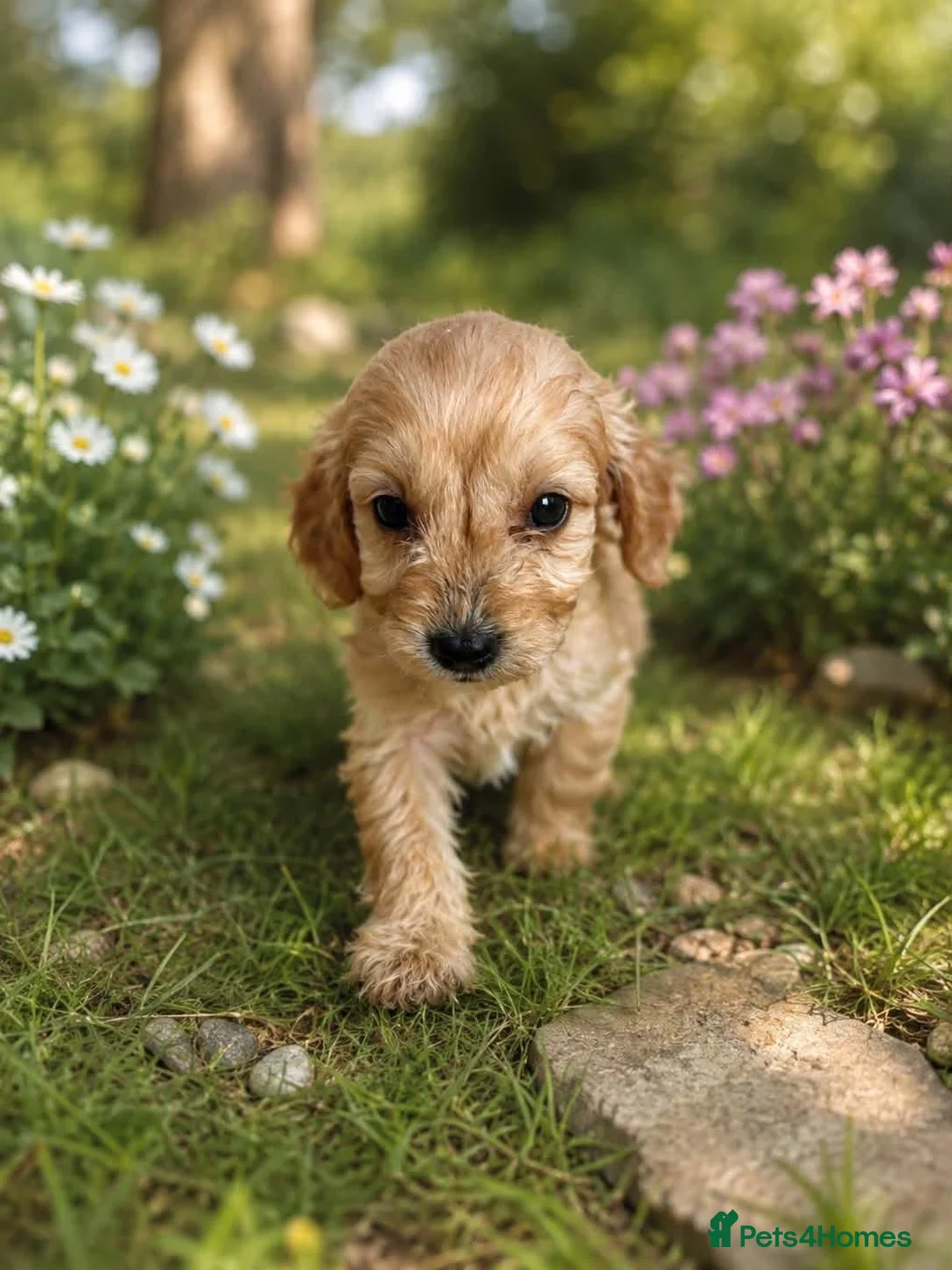 Cockapoo dogs for sale: Our beautiful cockapoo puppies - Advert 3