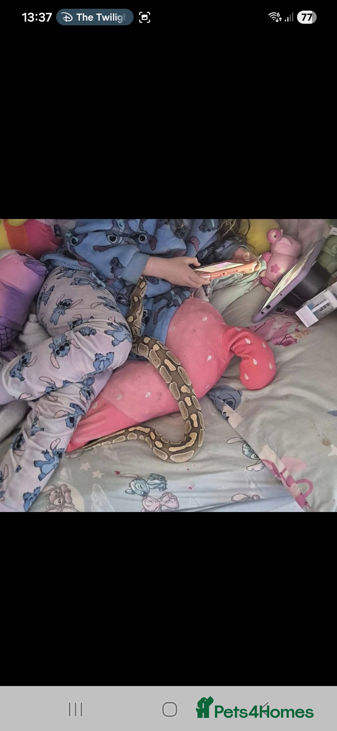 Snake reptiles for sale: Male lesser royel python for rehome  - Advert 3