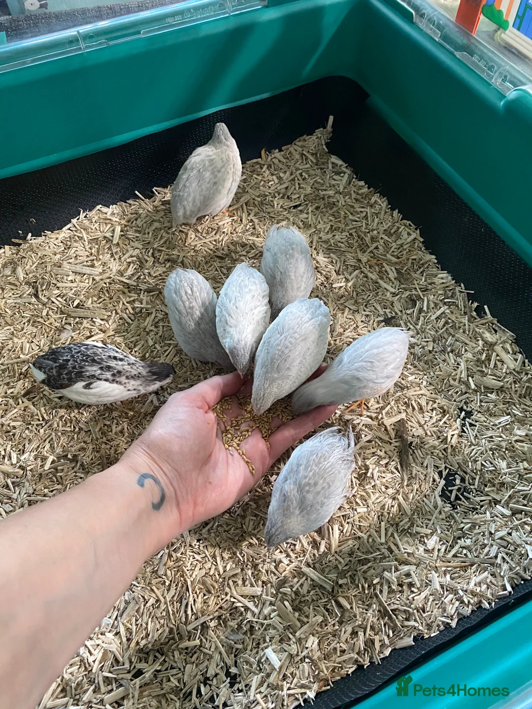 Quail poultry for sale: 5 Pairs of Adult Button Quail (pls read all info) - Advert 18