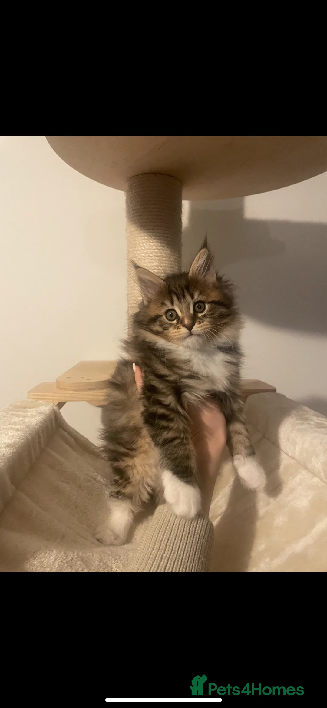 Maine Coon cats for stud: STUD ONLY Maine Coon boy Silver Blue Tabby - Advert 2