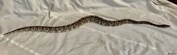 Python Snake reptiles for sale: Female royal/ball python - Advert 6