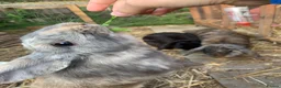Dwarf Lop rabbits for sale: 3 dwarf lop rabbit sisters in Totnes - Advert 5