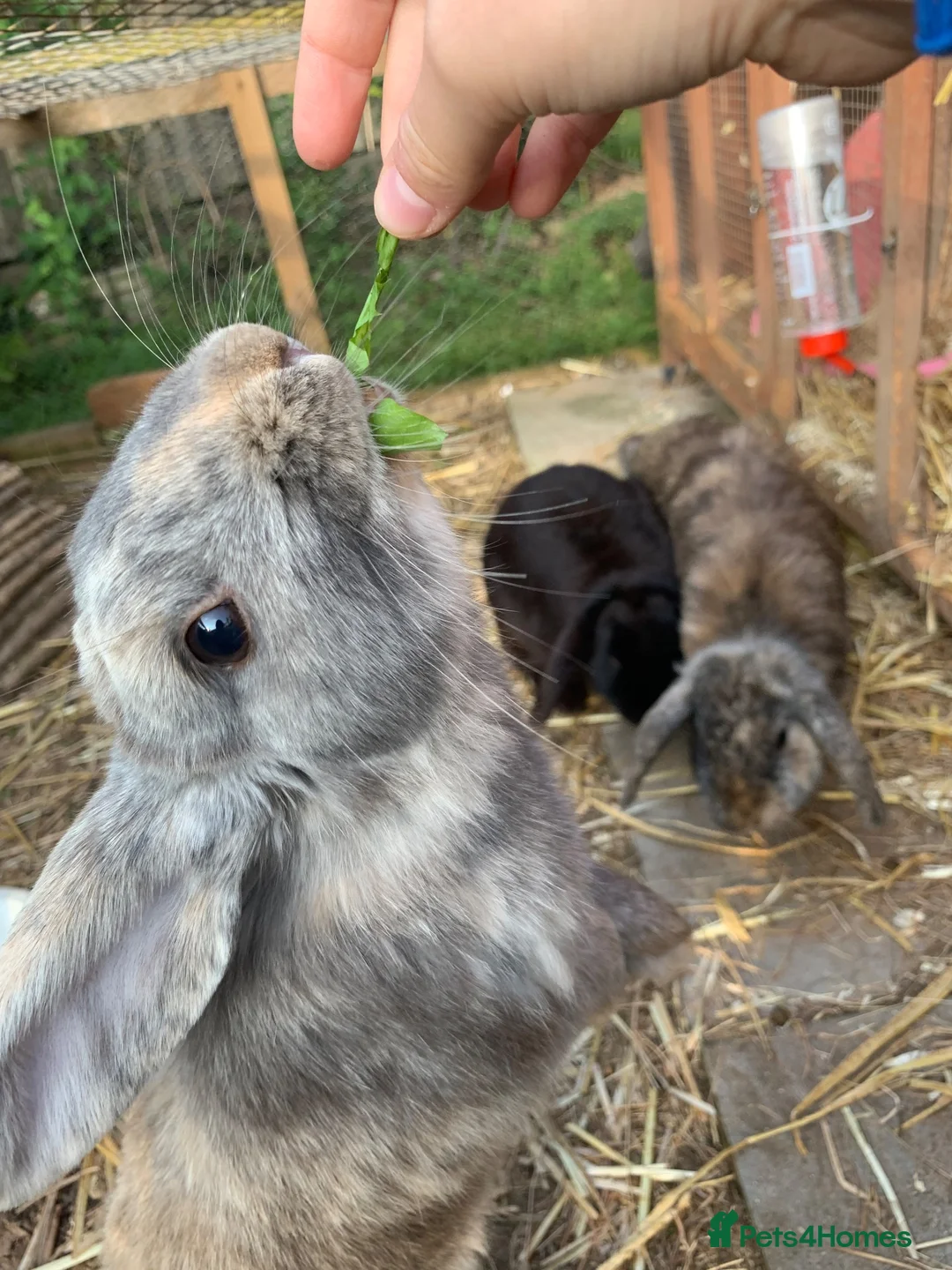 Dwarf Lop rabbits for sale: 3 dwarf lop rabbit sisters in Totnes - Advert 5