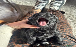 Cockapoo dogs for sale: Gorgeous F1B cockapoo  - Image 18