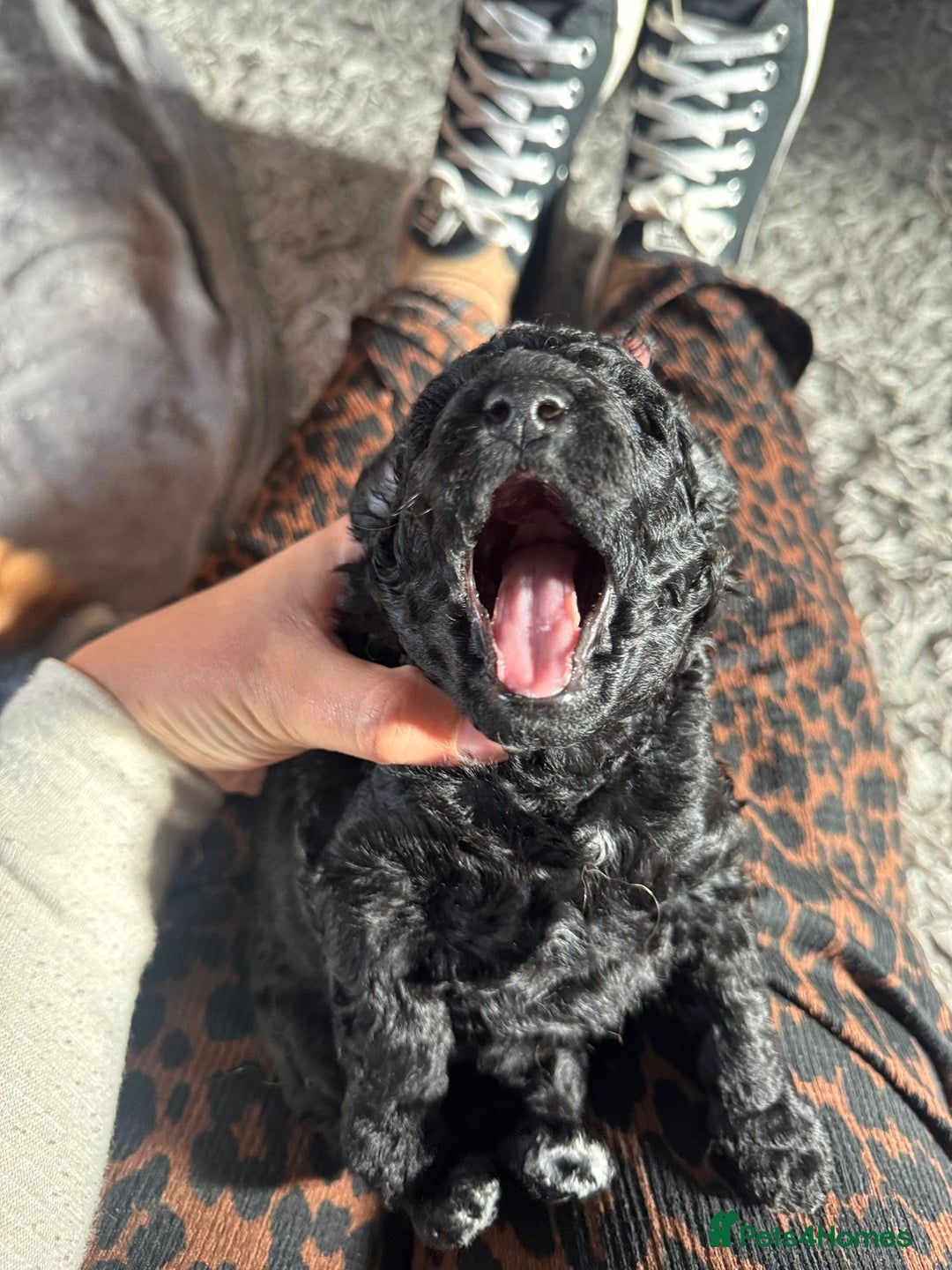 Cockapoo dogs for sale: Gorgeous F1B cockapoo  - Image 18