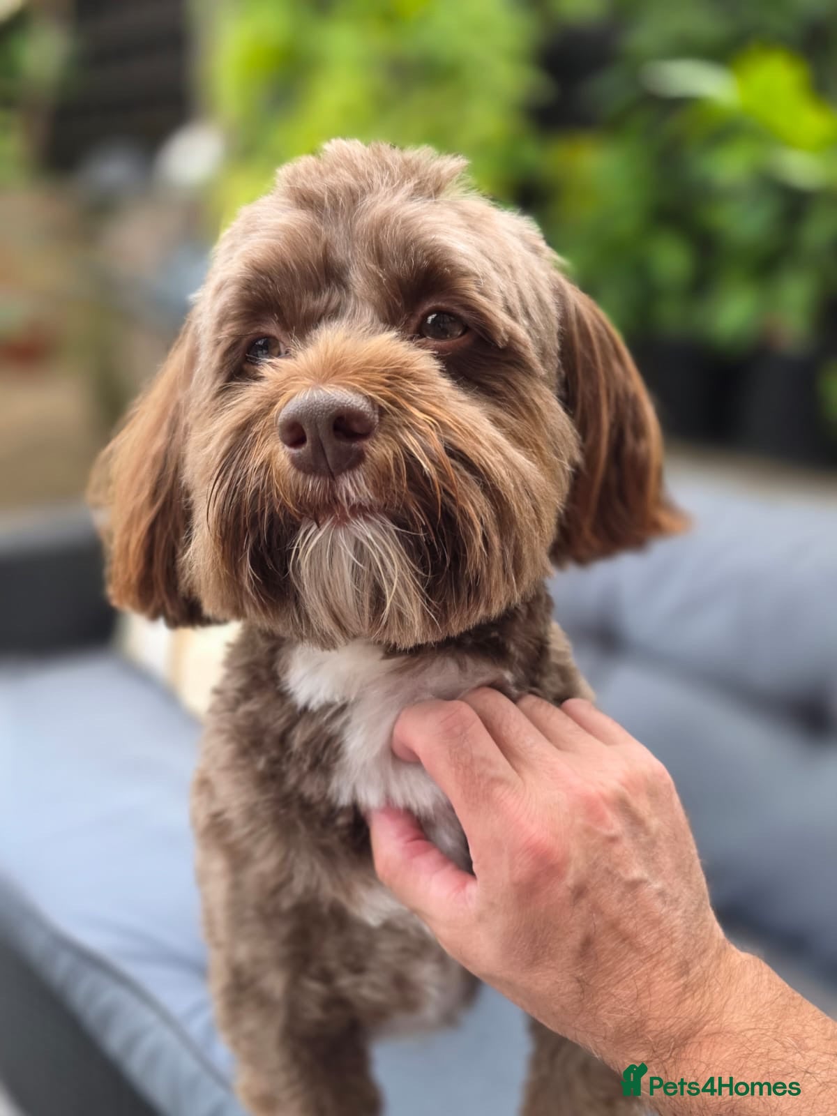 Havanese dogs 4 year old kc reg havenese  - Advert 2