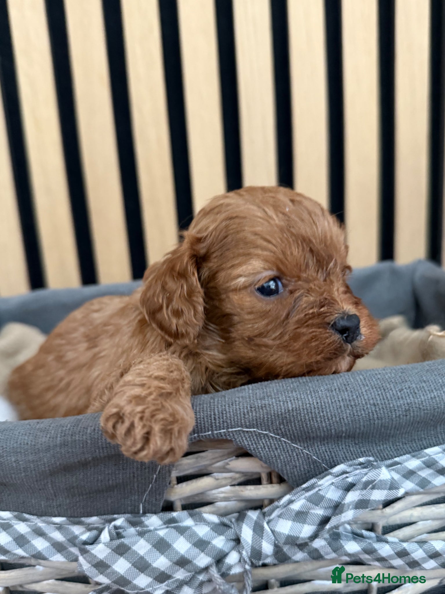 Cavapoo dogs for sale: Stunning F1 Ruby Red Cavapoos - Advert 10