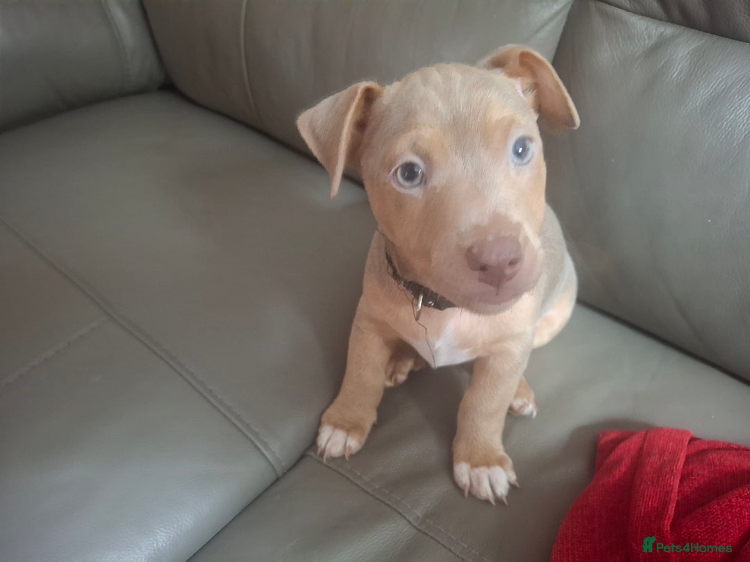 Jack Russell dogs for sale: Jack russell pups - Image 1