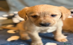Goldador dogs for sale: Goldendor puppies - Image 8