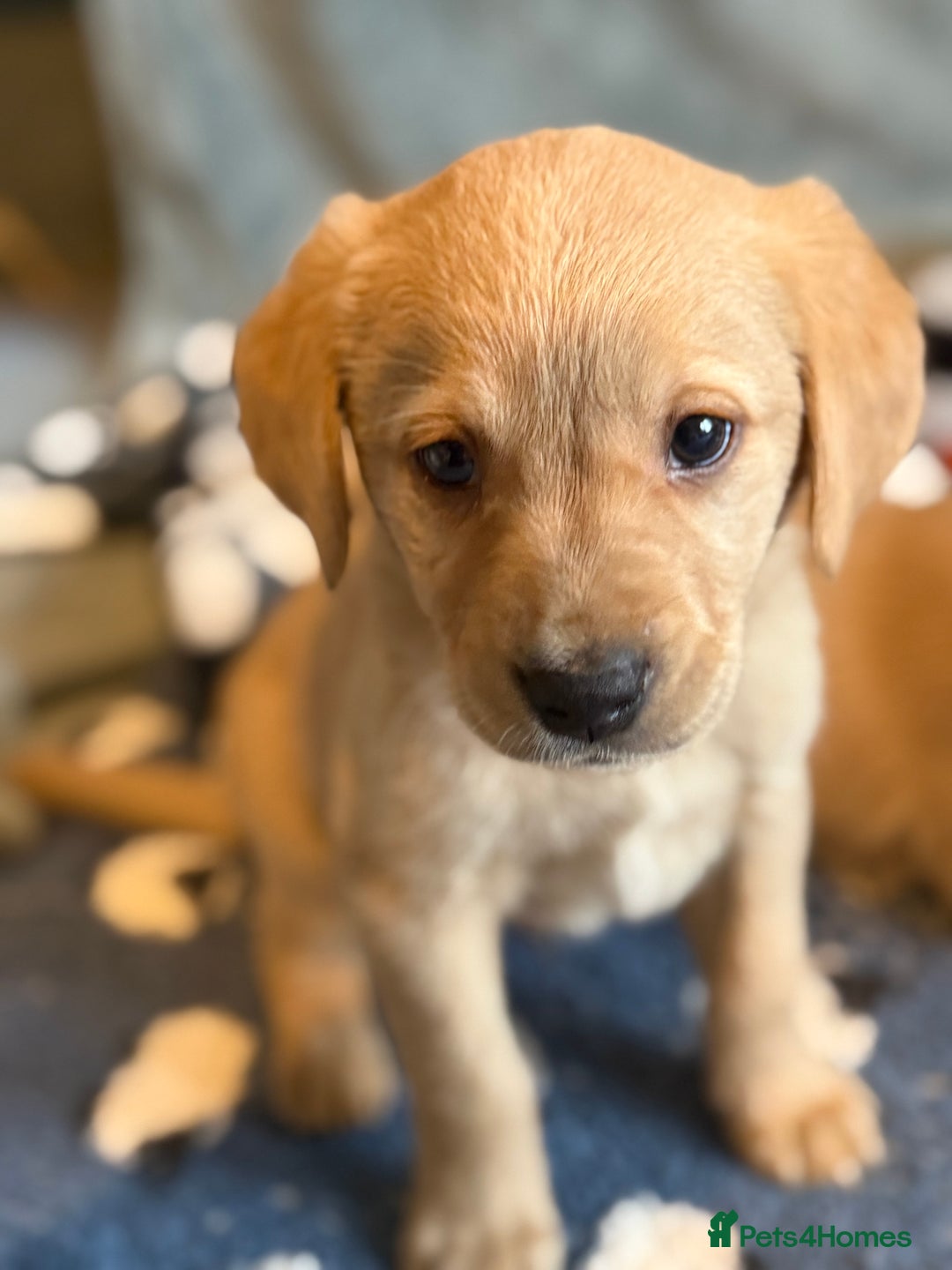 Goldador dogs for sale: Goldendor puppies - Image 8