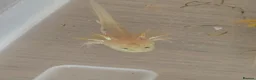 Axolotl reptiles for sale: Axolotl's for sale in Brampton - Advert 4