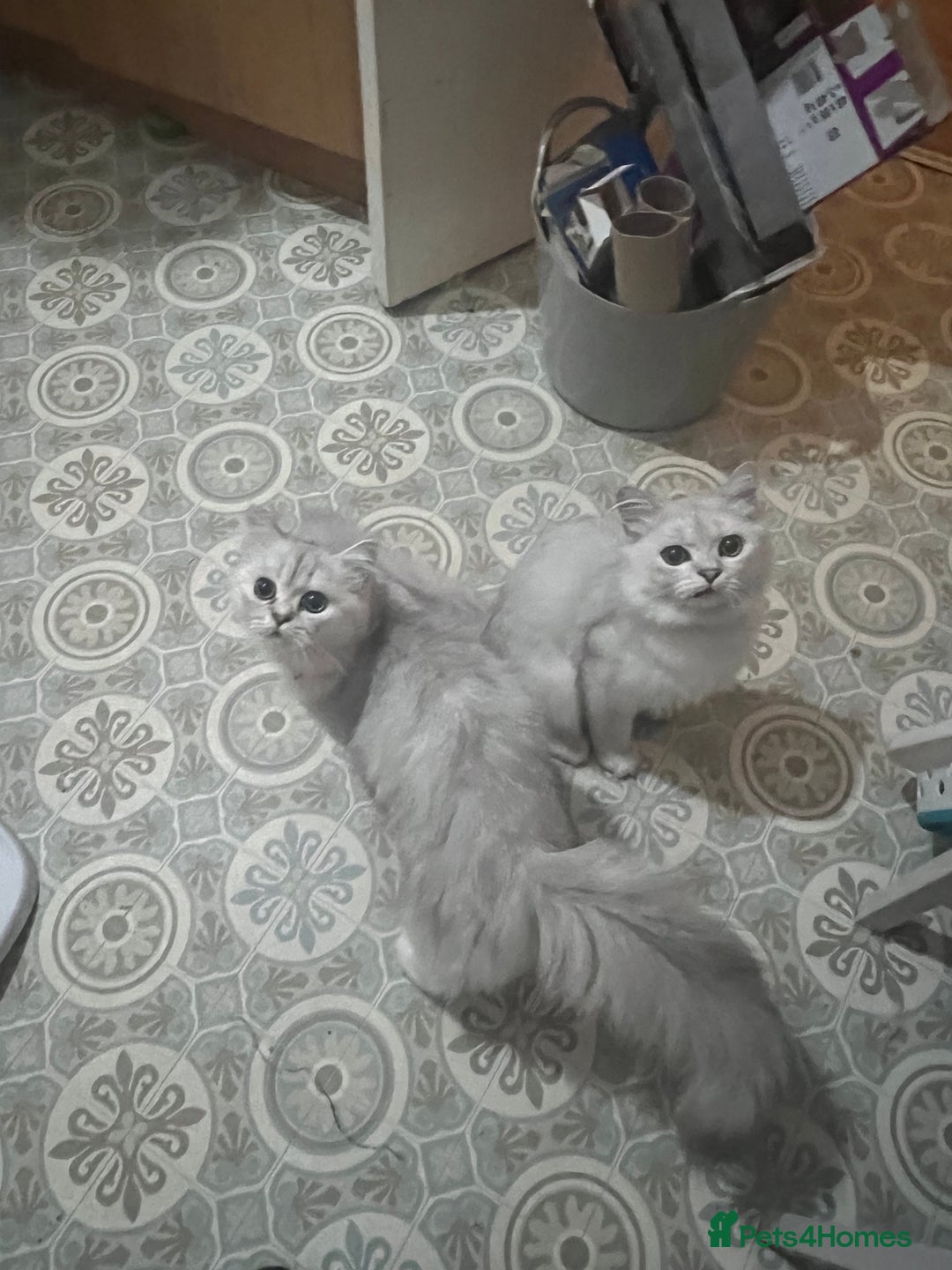 Persian cats for sale: Persian chinchilla kittens in Manchester - Image 5