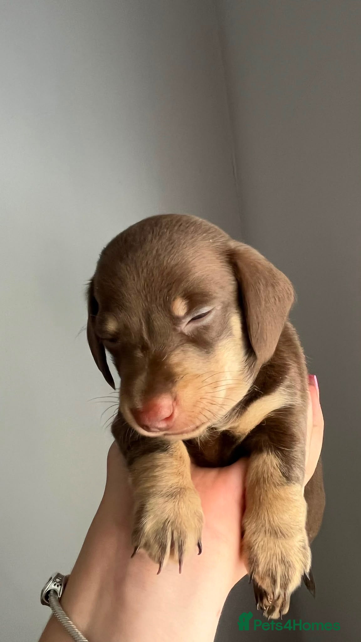 Chihuahua dogs Pure bred apple head chihuahuas ! 💕250 deposit  - Advert 2