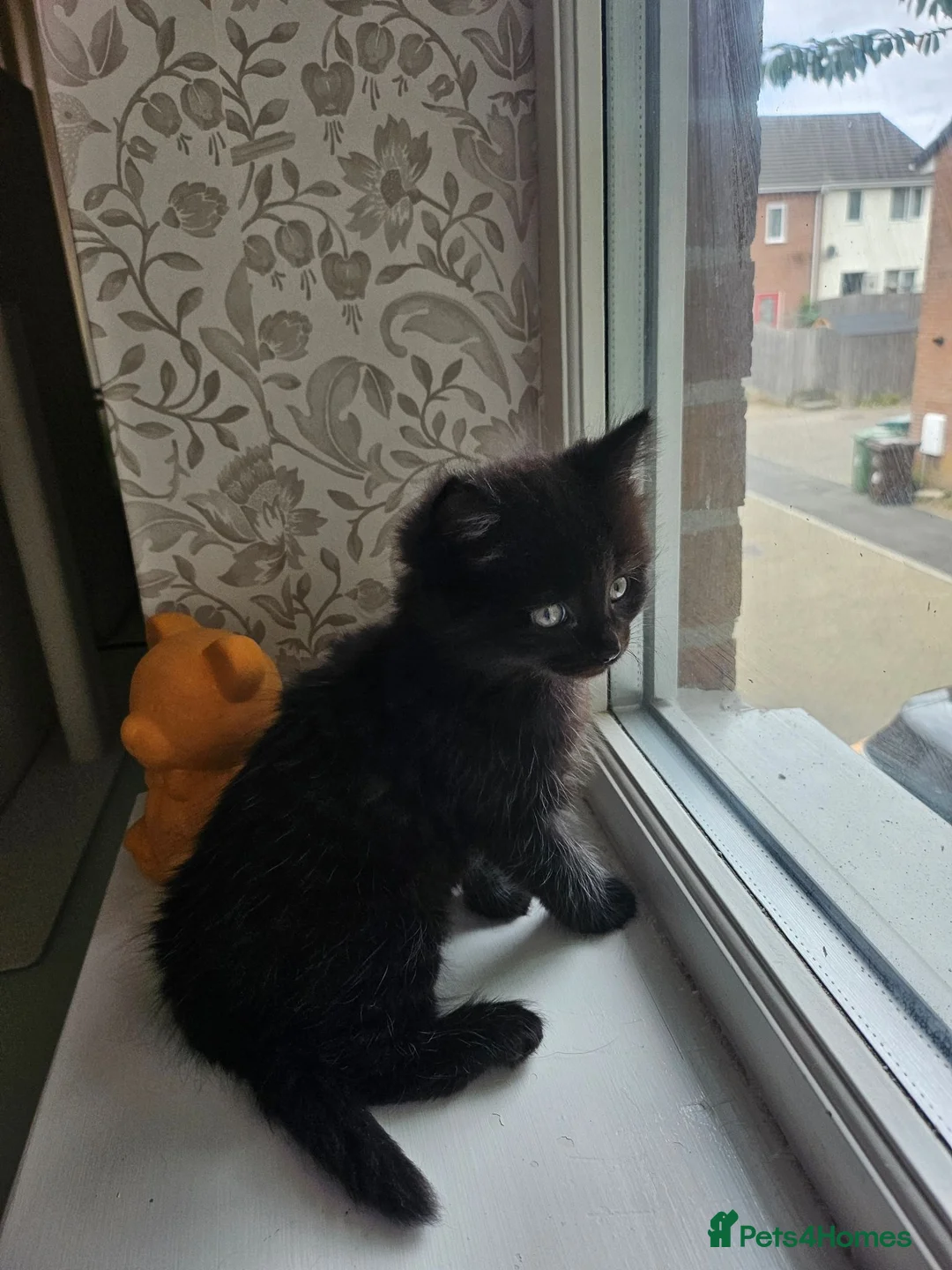 Mixed Breed cats for sale: Russian blue x  - Advert 5
