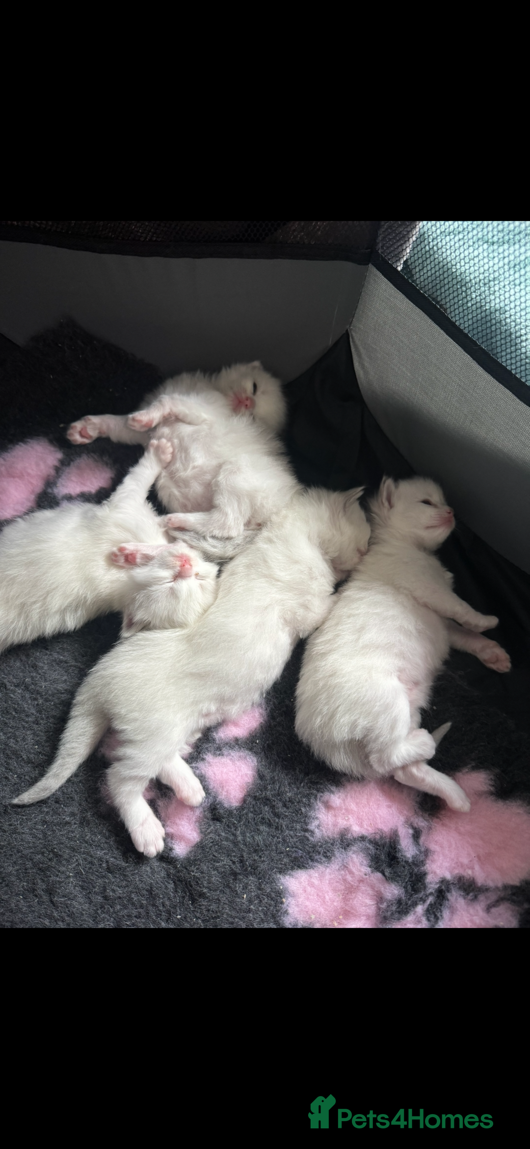 Ragdoll cats for sale: Beautiful Registered Ragdoll Kittens Available  - Advert 6