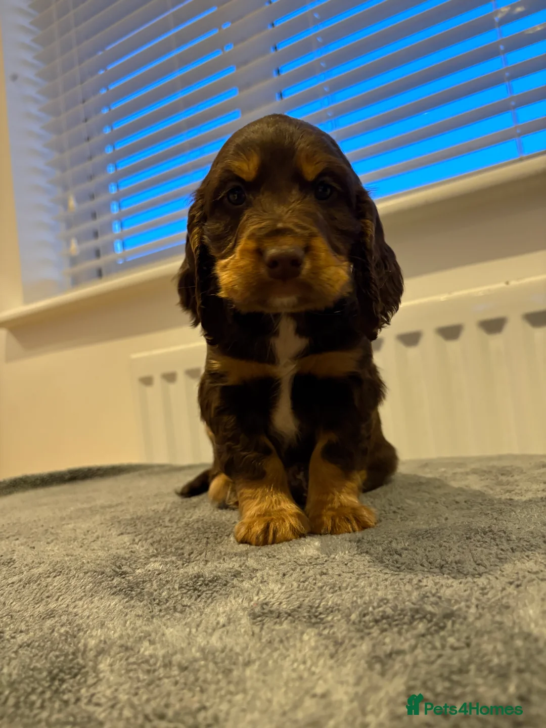 Cocker Spaniel dogs for sale: Cocker spaniel puppies  - Advert 15