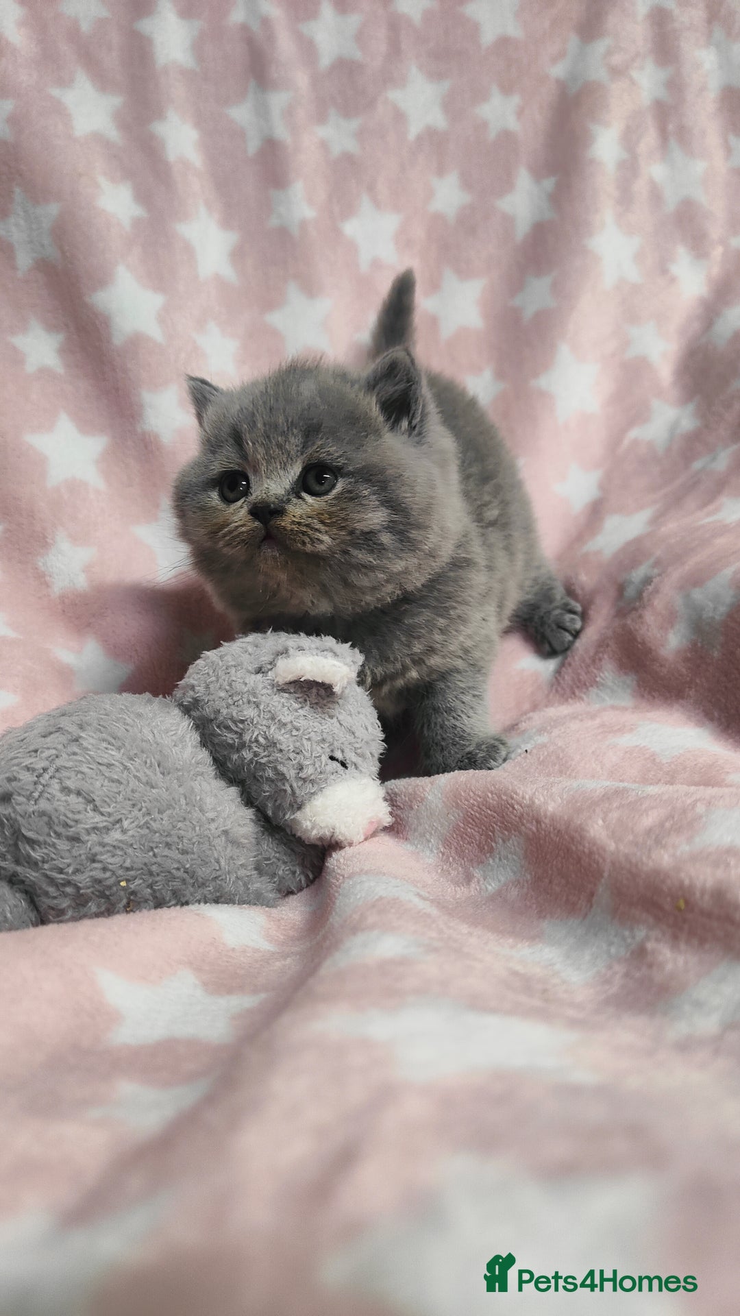 British Shorthair cats for sale: GCCF Registered Chunky British Shorthair Kittens  - Advert 16