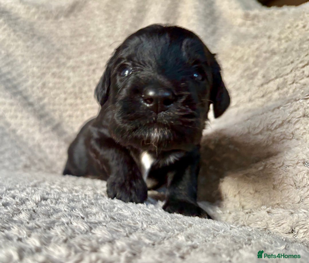 Cockapoo dogs for sale: ✨ Gorgeous Cockapoo Puppies ✨ - Image 5