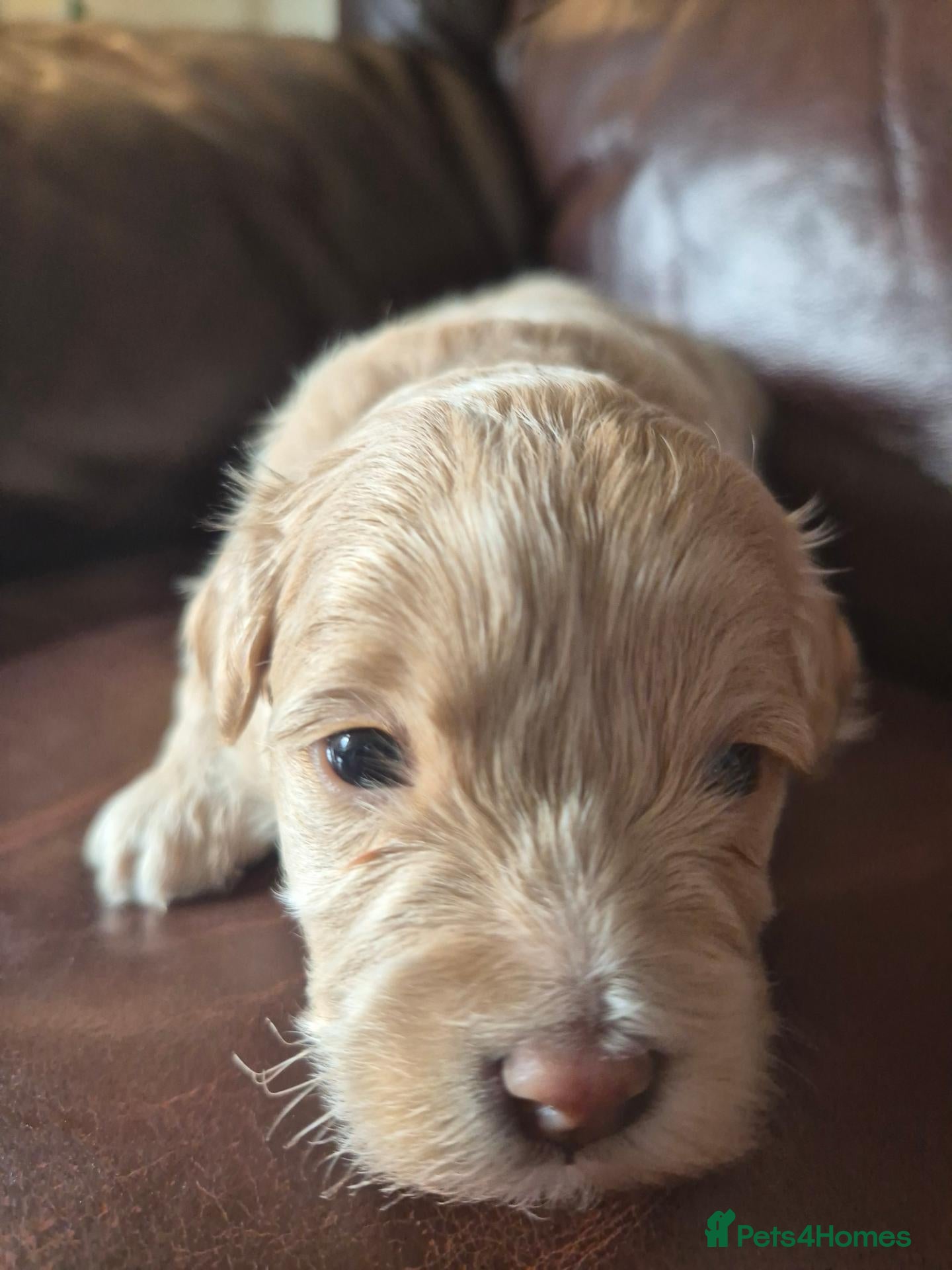 Maltipoo dogs Beautiful   maltipoo pups - Advert 2